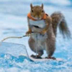 Meet your Posher, Surfysquirrel21